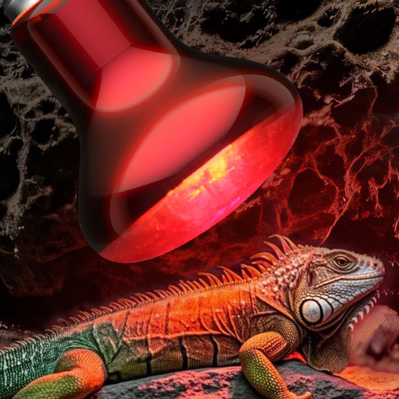 Reptile Heat Lamp 100V/220V In - Gecko Lighting & Decor review and price